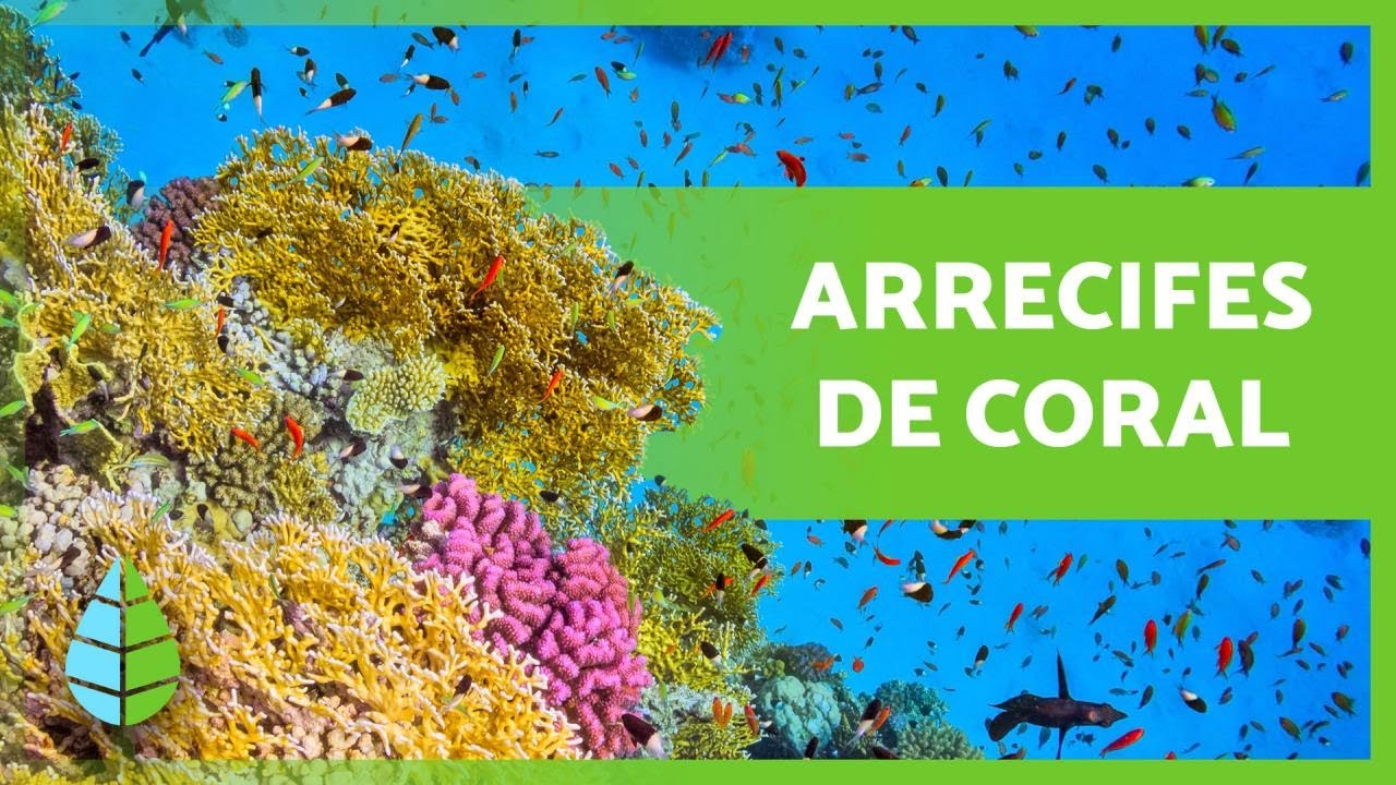 caracteristicas de los arrecifes de coral