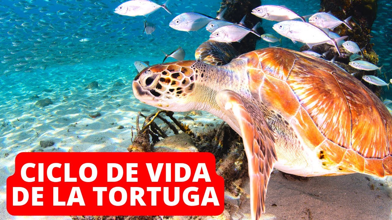ciclo de vida de la tortuga