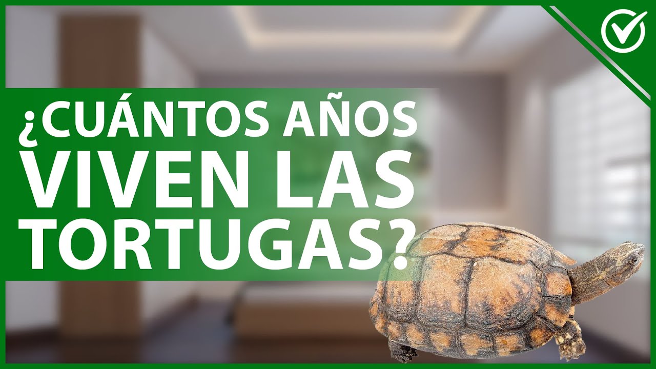 cuantos años viven las tortugas marinas
