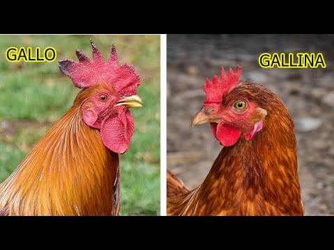 diferencia entre gallos y gallinas