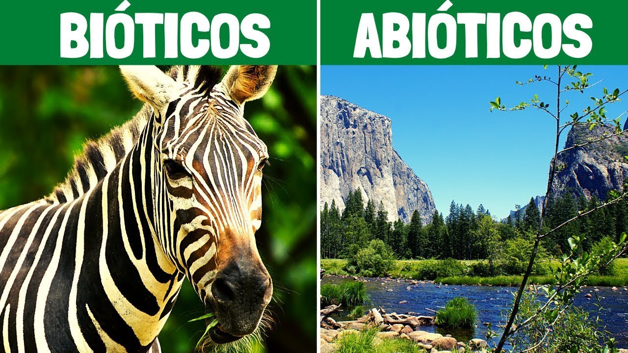factores bioticos y abioticos en un ecosistema acuatico