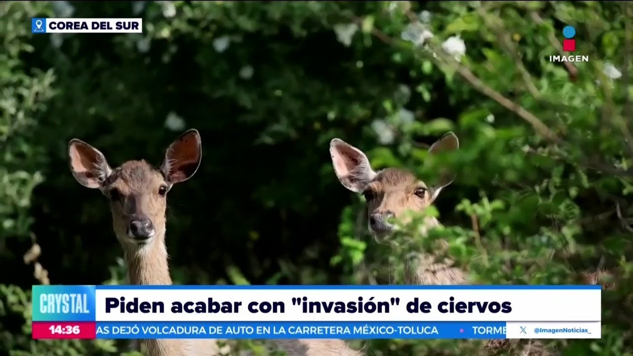 fauna de corea del sur
