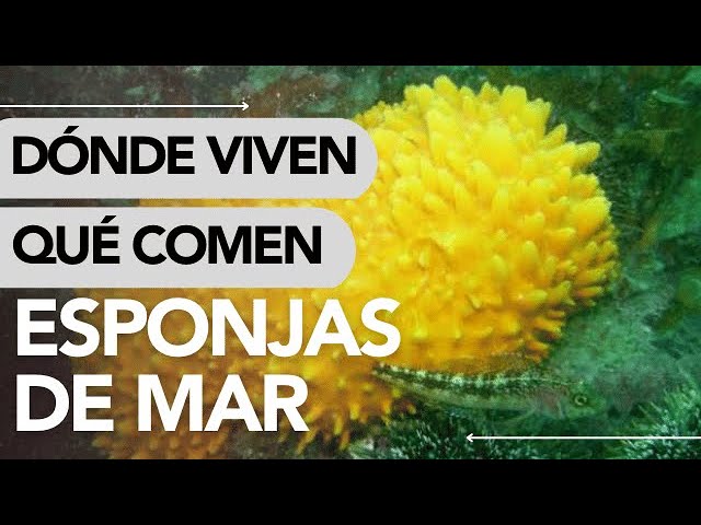 que comen las esponjas de mar