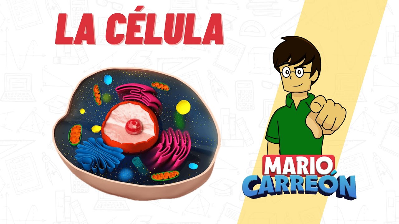 qué es el nivel celular