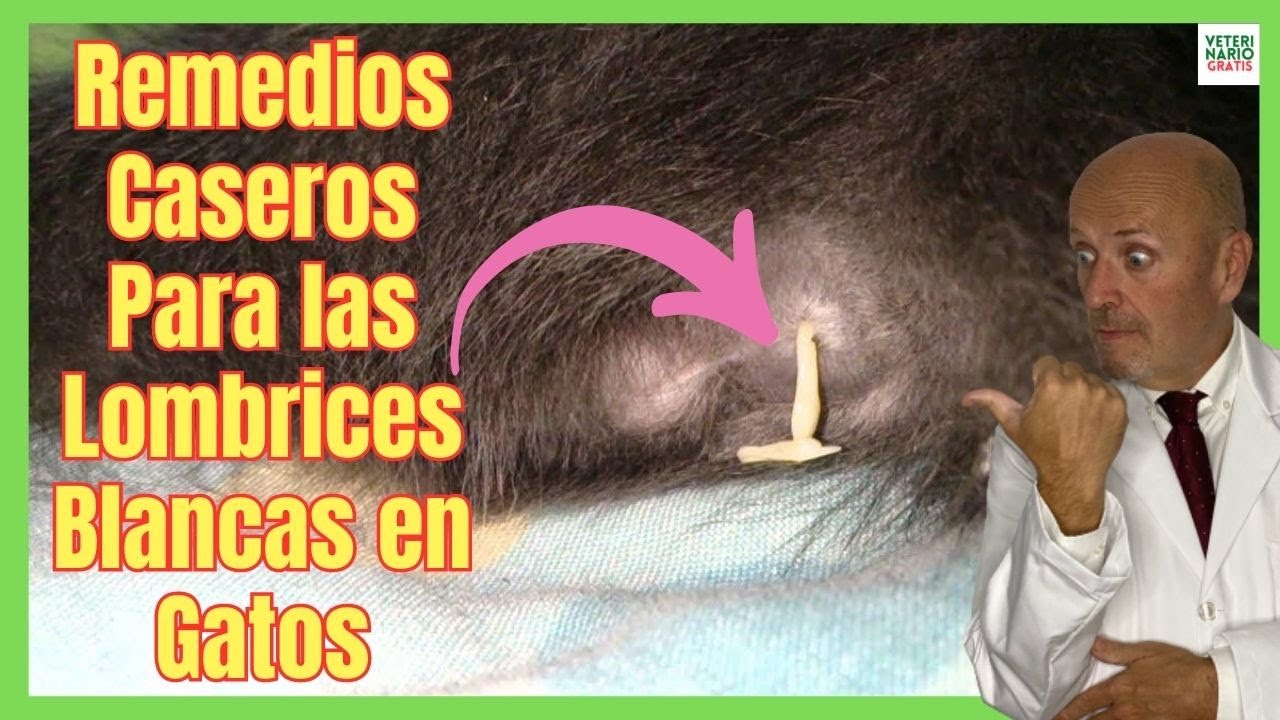 bolitas blancas parasitos gatos granos de arroz