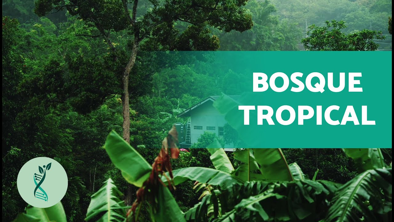 bosque templado clima flora y fauna