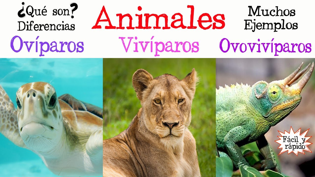 como se llaman los animales que ponen huevos