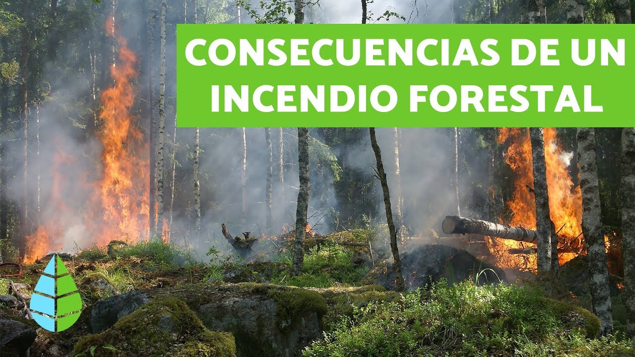 consecuencias de un incendio forestal en el ambiente