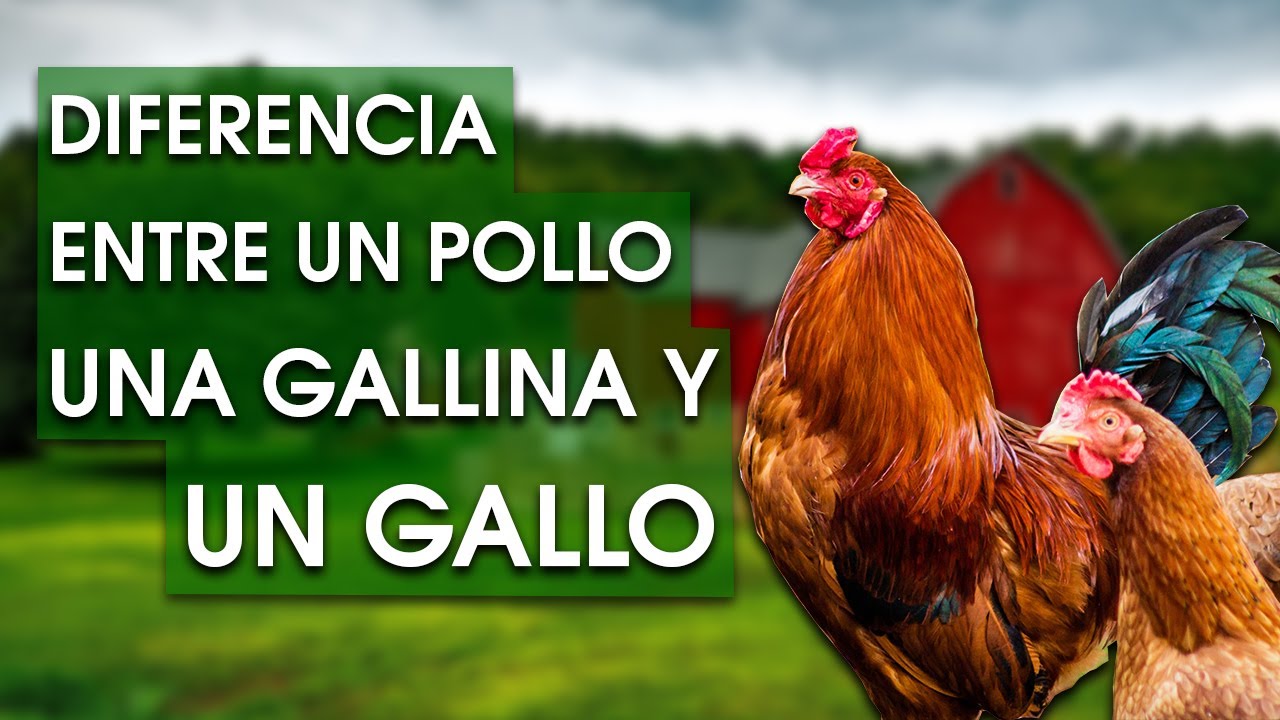 diferencia entre pollo y gallo