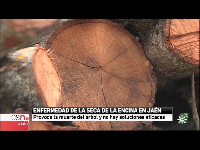 enfermedad de la encina que daña la bellota
