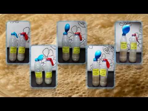 experimento de fermentacion con levadura y azucar conclusion