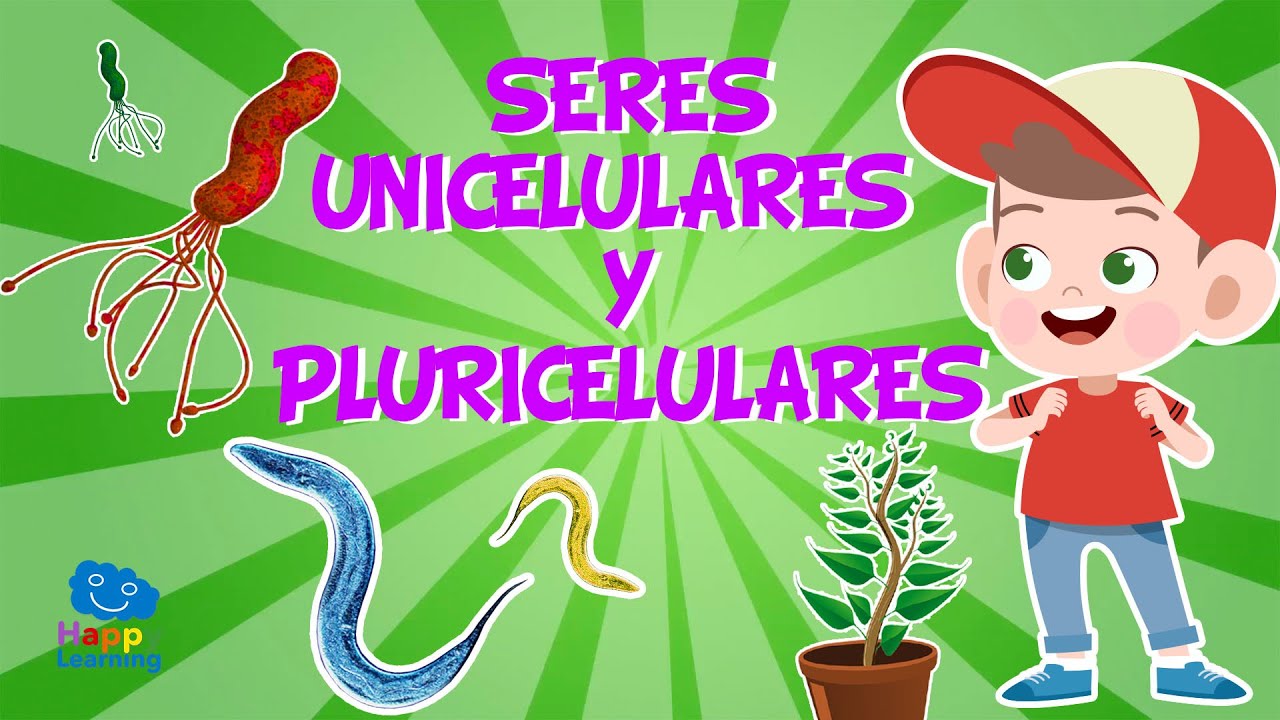 las esponjas son unicelulares o pluricelulares