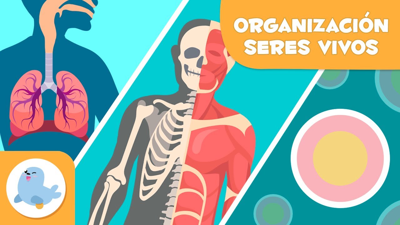 niveles de organizacion del sistema digestivo