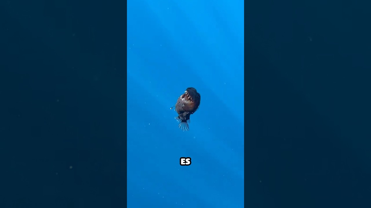 perteneciente a las profundidades del mar