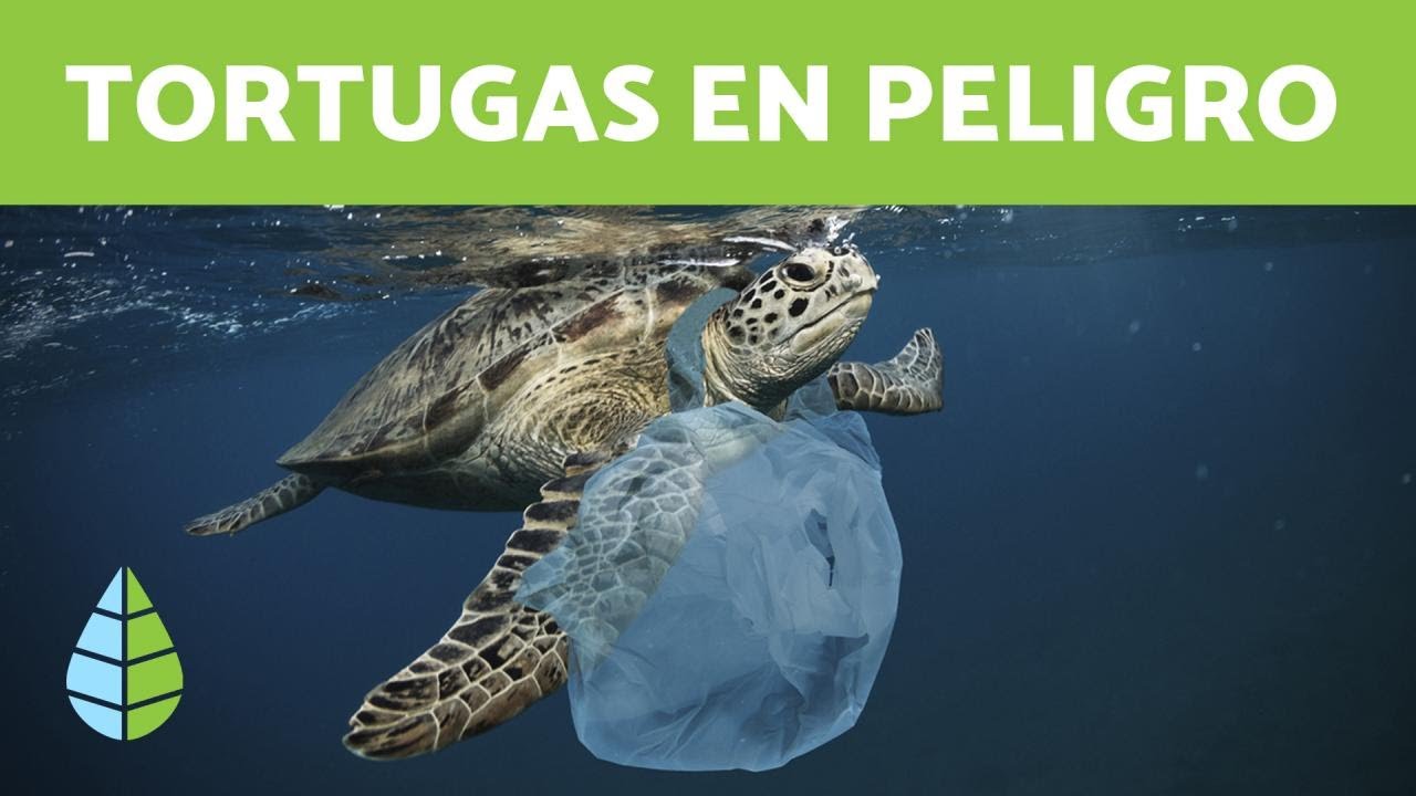 porque las tortugas marinas estan en peligro de extincion