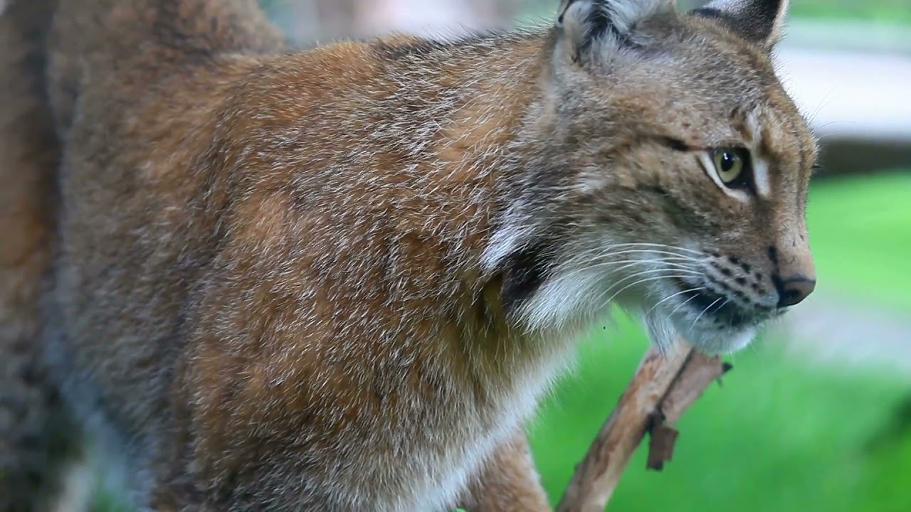 que animales hay en el bosque de pino encino