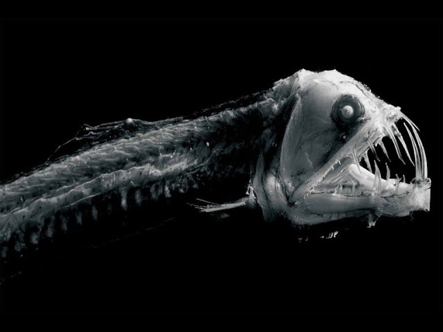 que peces hay en el mar