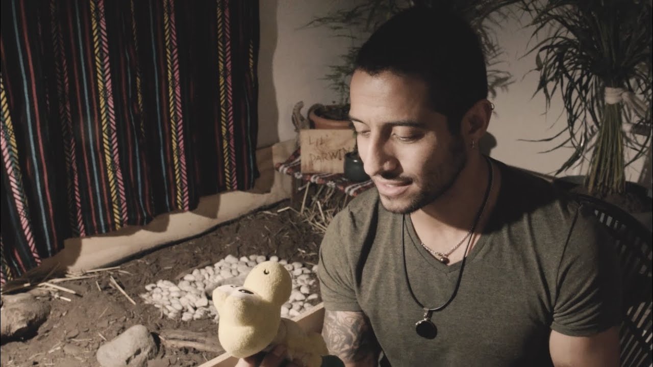 tipo de respiracion de la tortuga
