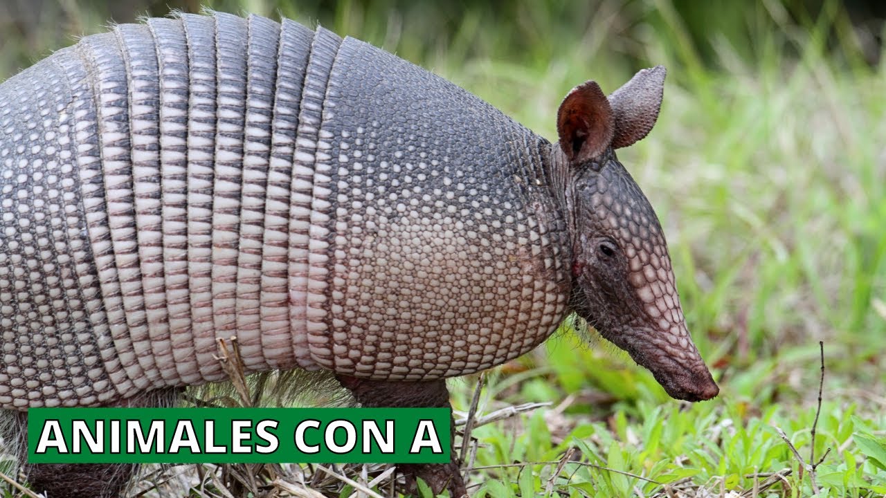 animales que empiezan por o