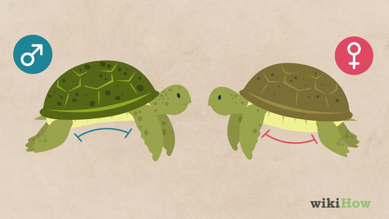 como diferenciar una tortuga macho de una hembra