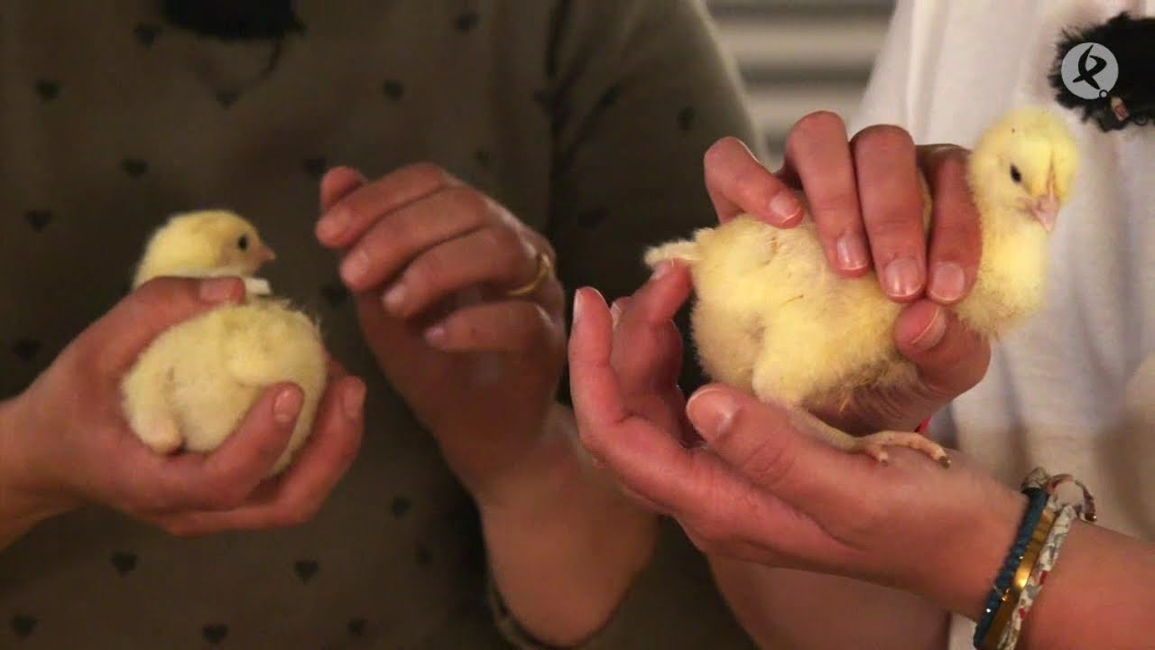 como saber si un pollito es gallo o gallina