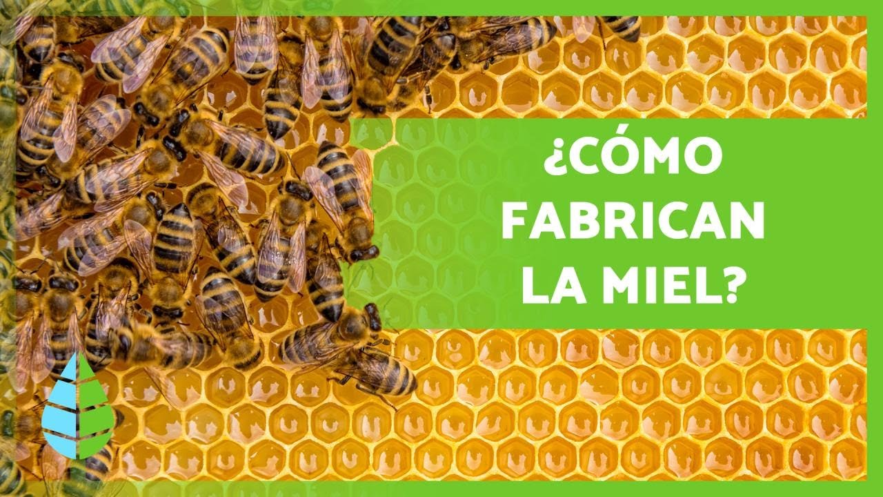 como se hace la miel