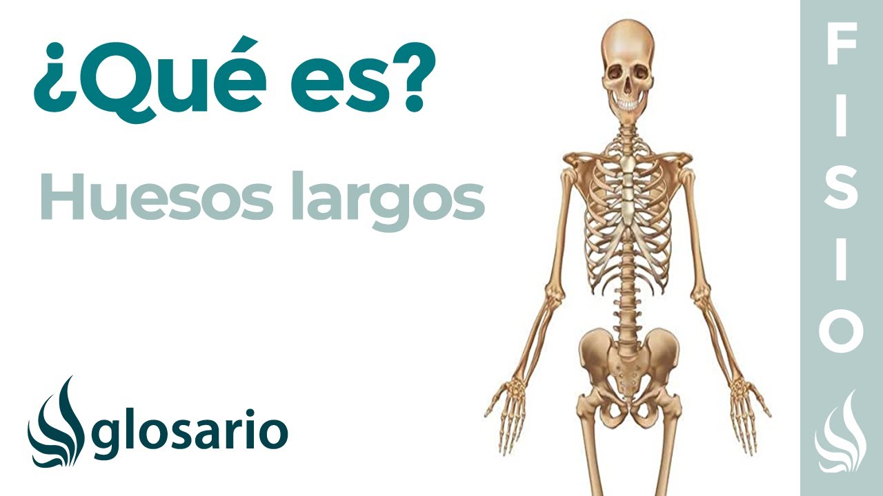 cuál es el hueso más largo del cuerpo humano