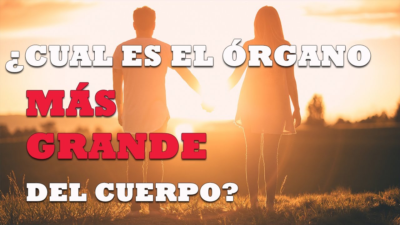 cual es el organo mas grande del cuerpo humano