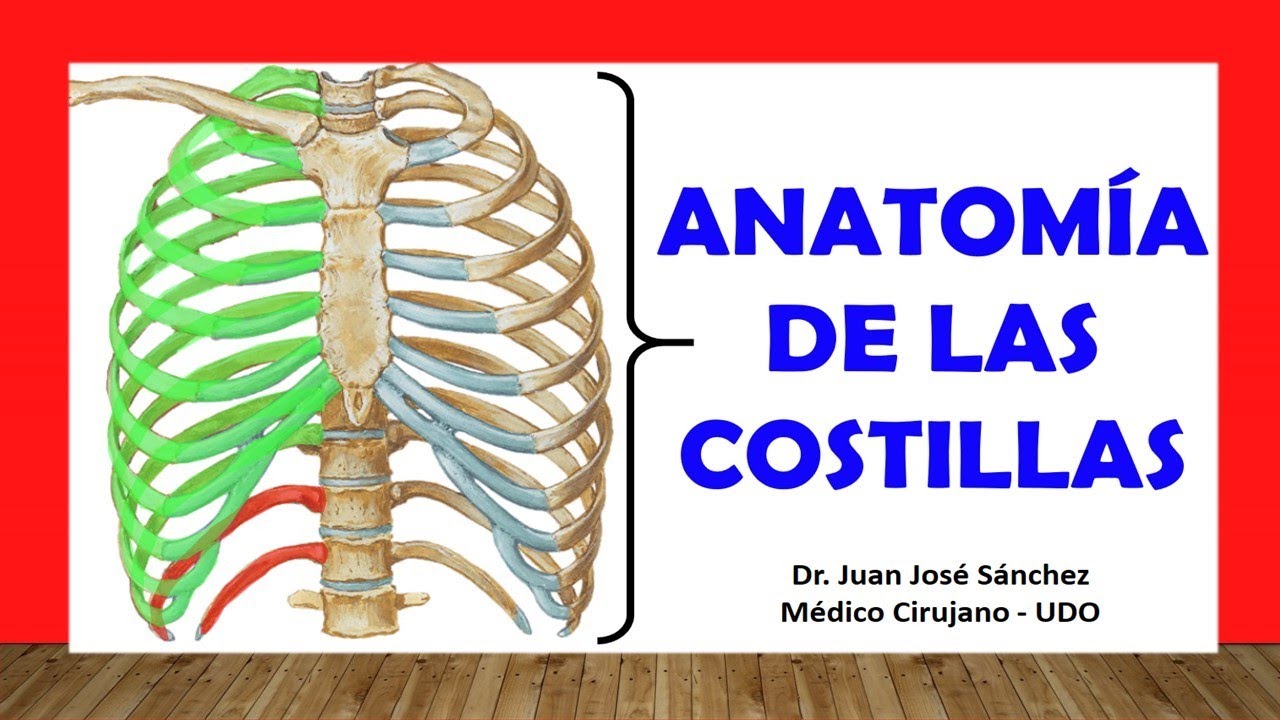 cuantas costilla tiene el cuerpo humano