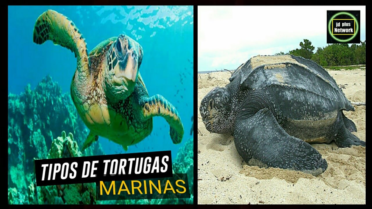 cuantas especies de tortugas marinas hay