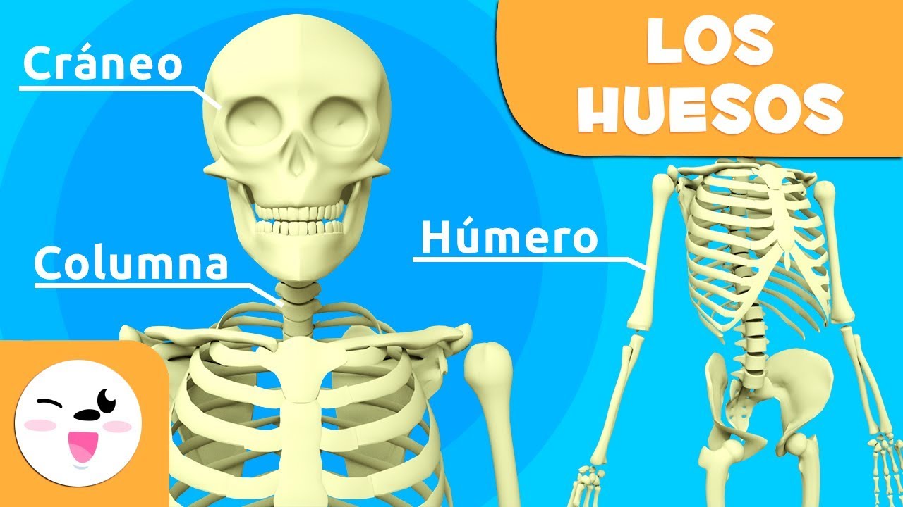 cuántos huesos tiene un niño
