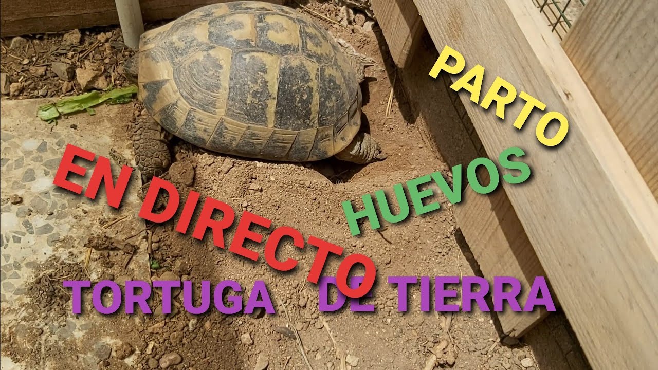 cuantos huevos ponen las tortugas terrestres