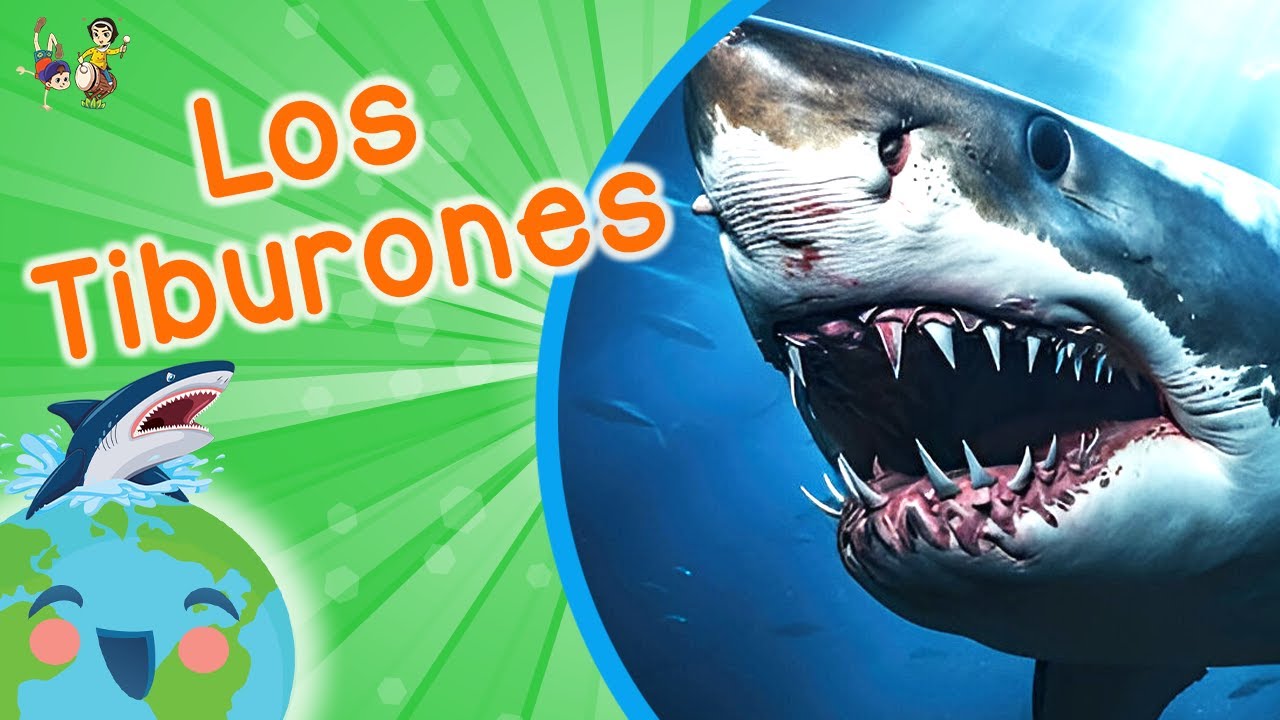 exposicion de tiburones para niños de preescolar
