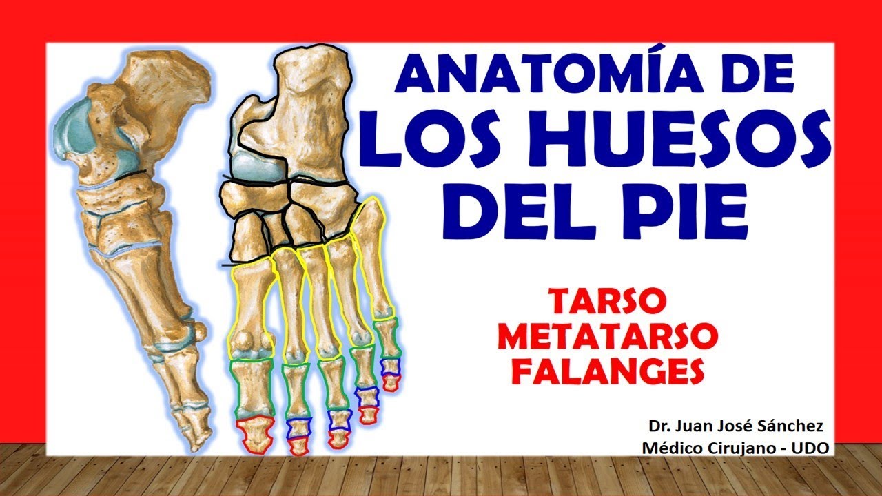 huesos del tarso del pie