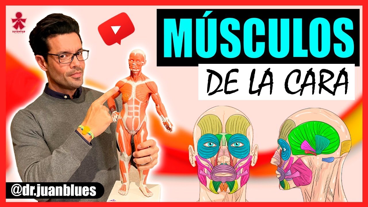 musculos de la cara lateral