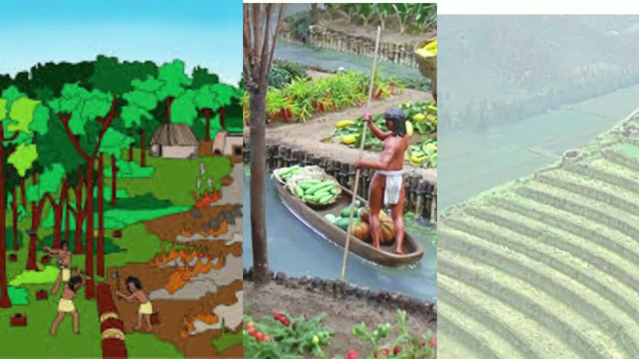 agricultura de la cultura maya