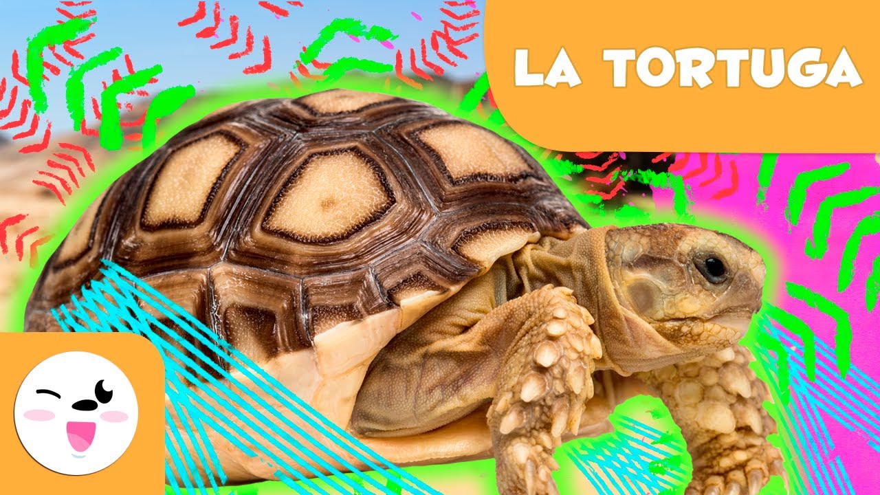 caracteristicas de las tortugas para niños