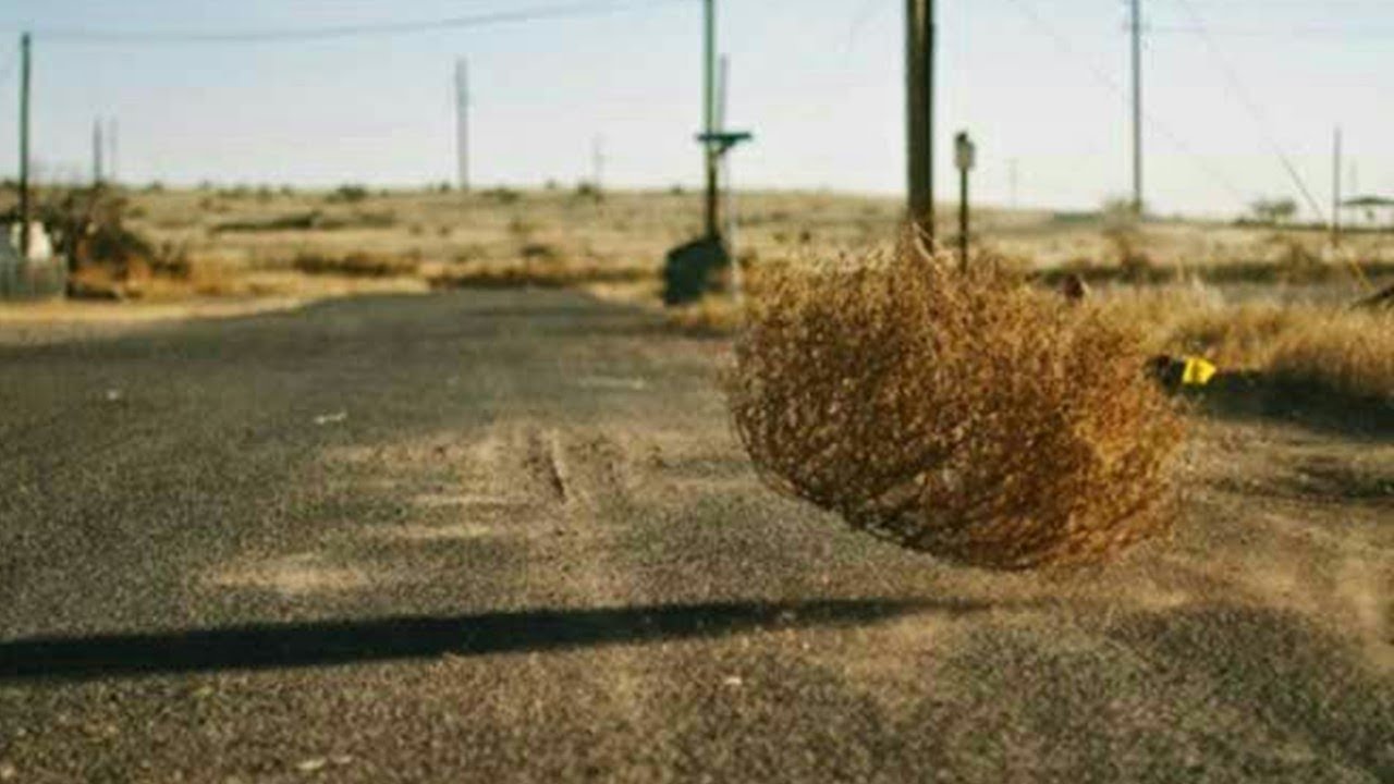 como se llaman las bolas del desierto