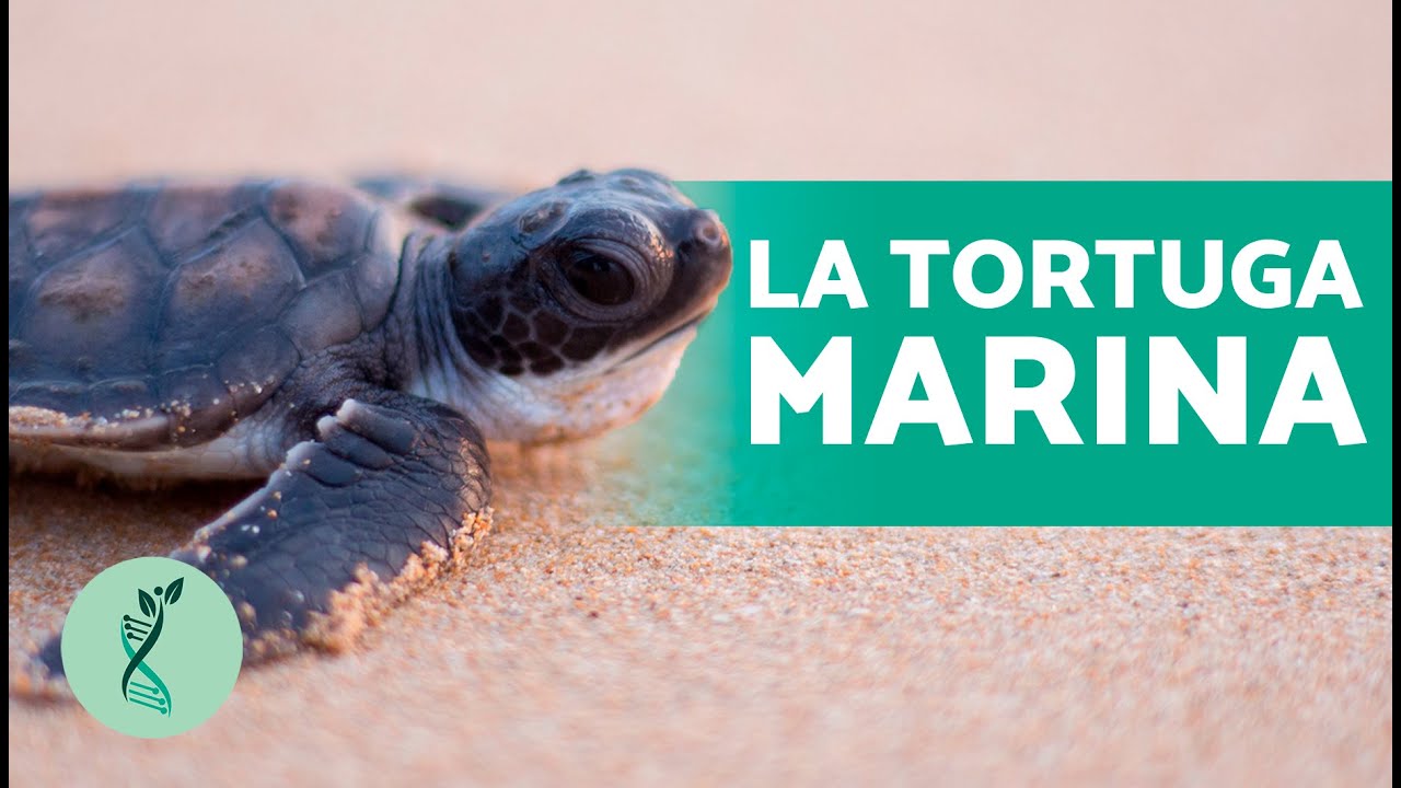 como se reproducen las tortugas marinas