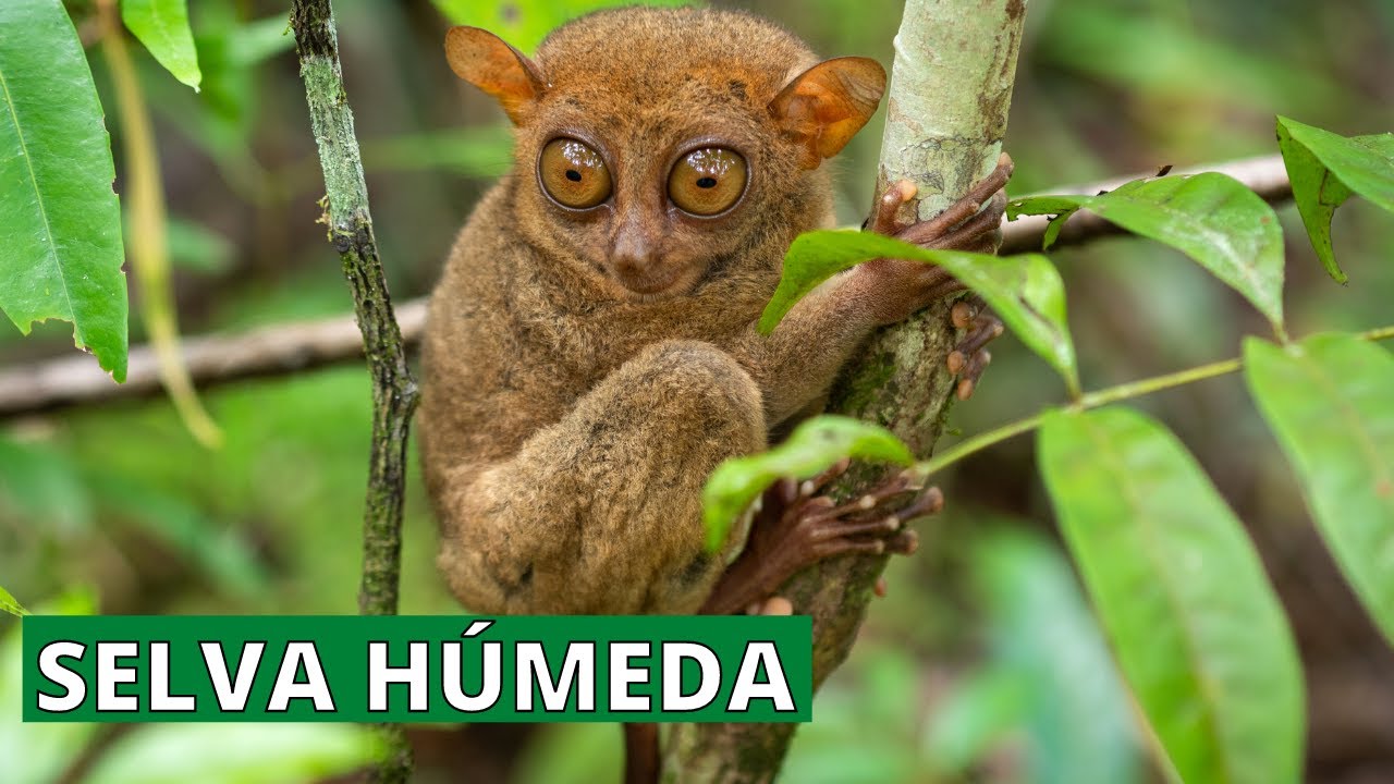 cuál es la fauna de la selva húmeda