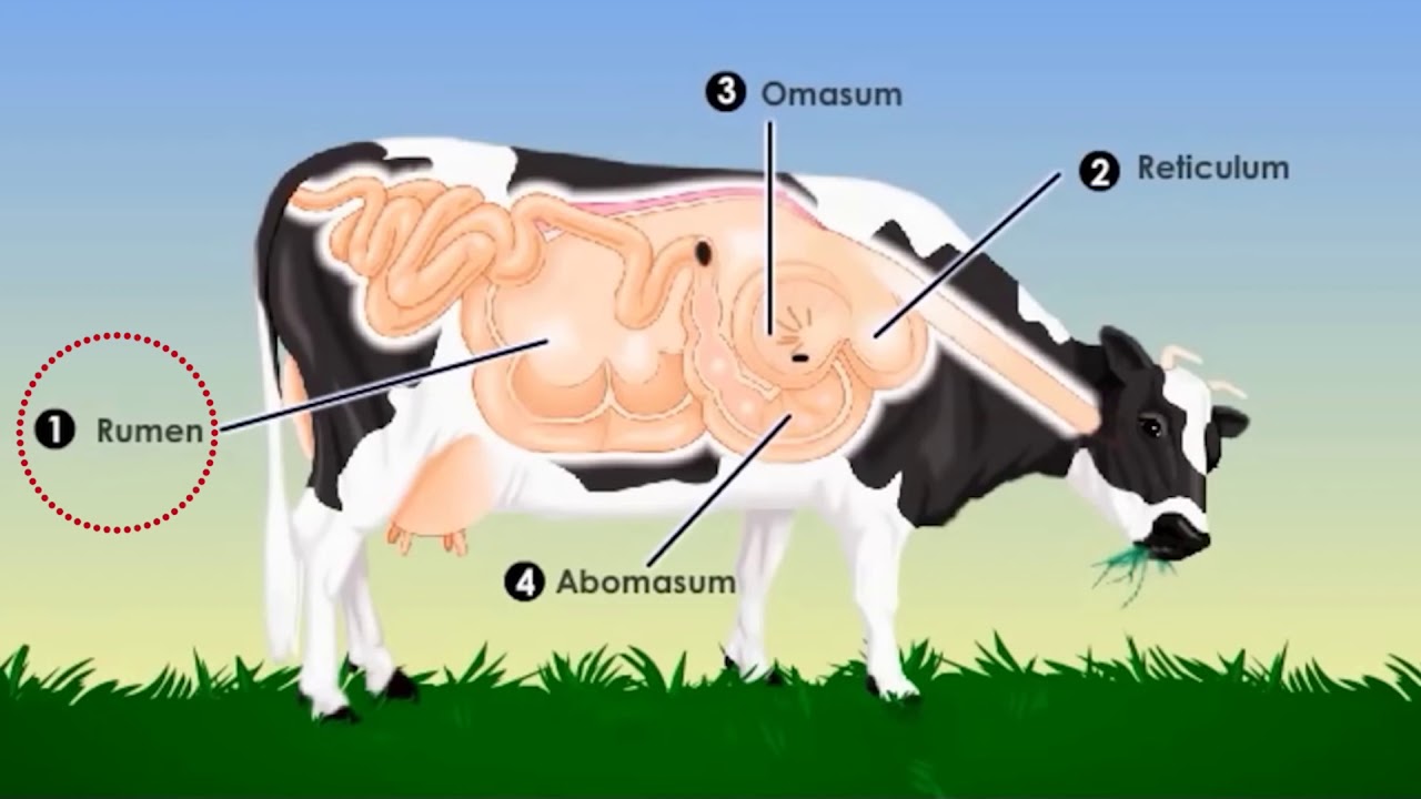 cuantos estomagos tiene la vaca