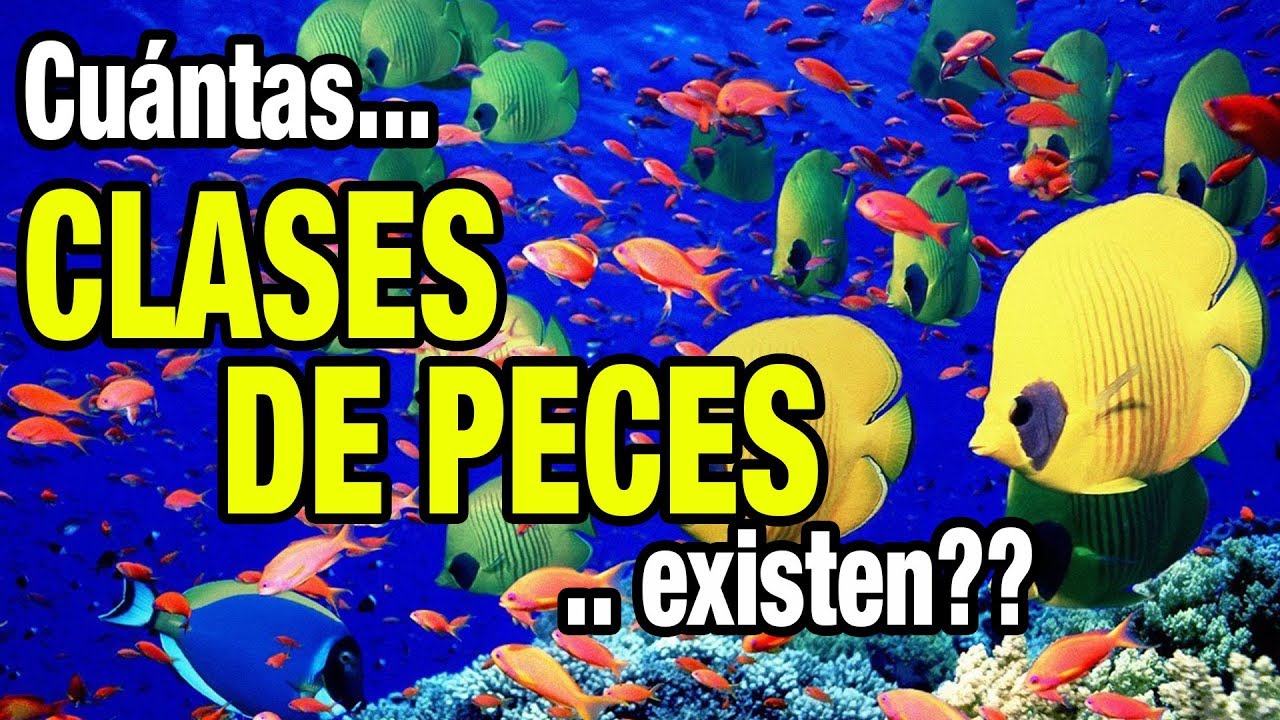 cuantos peces hay en el mar