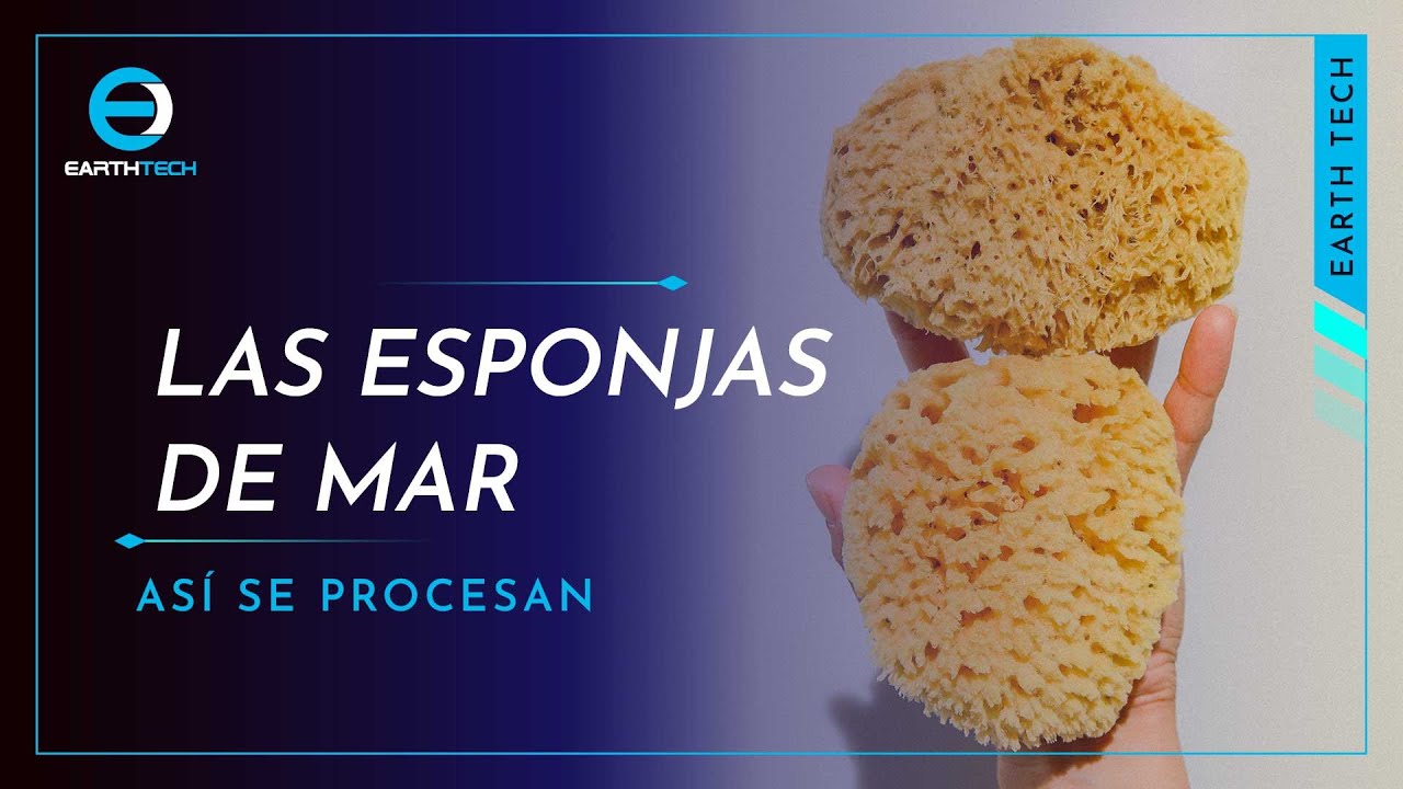 de dónde se obtienen las esponjas