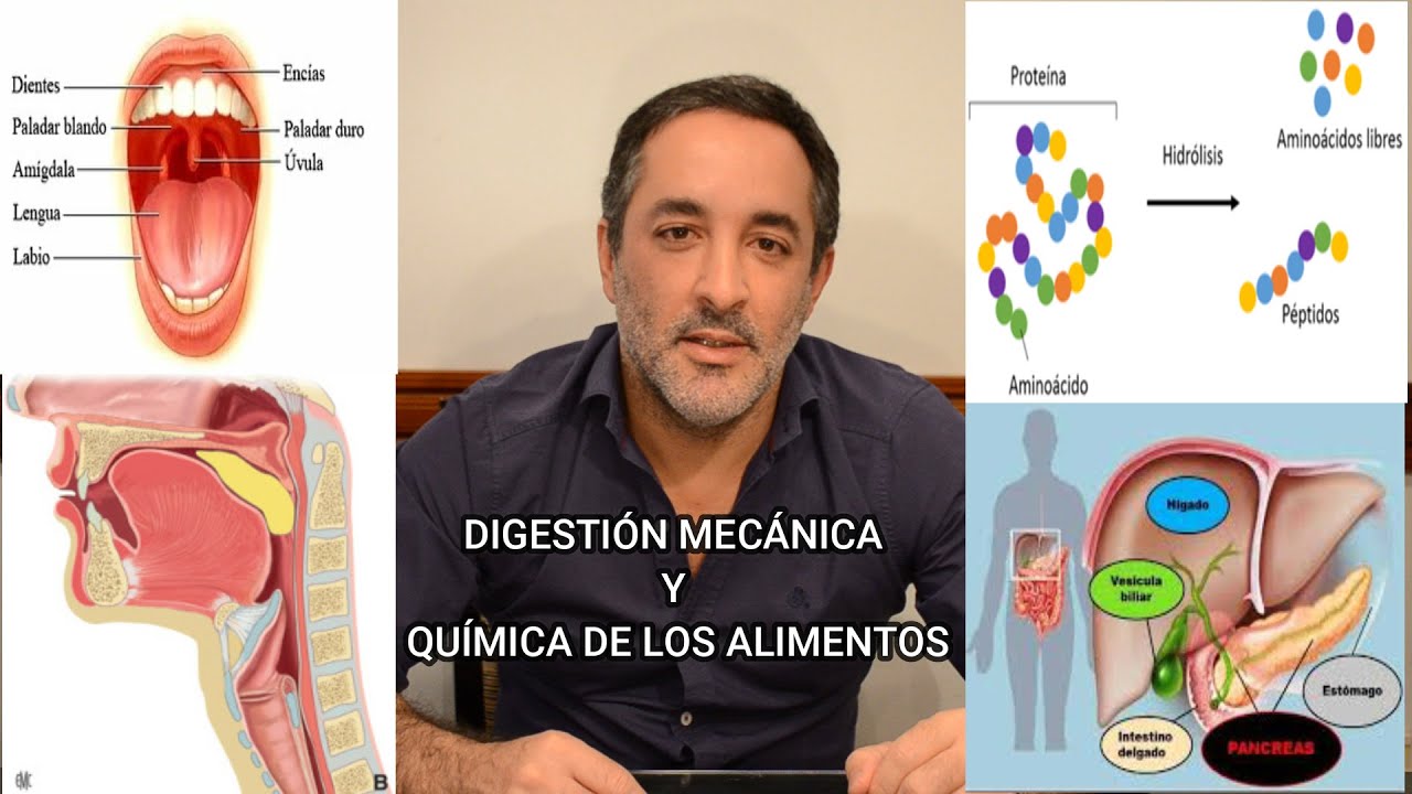 ecuación quimica de la digestión