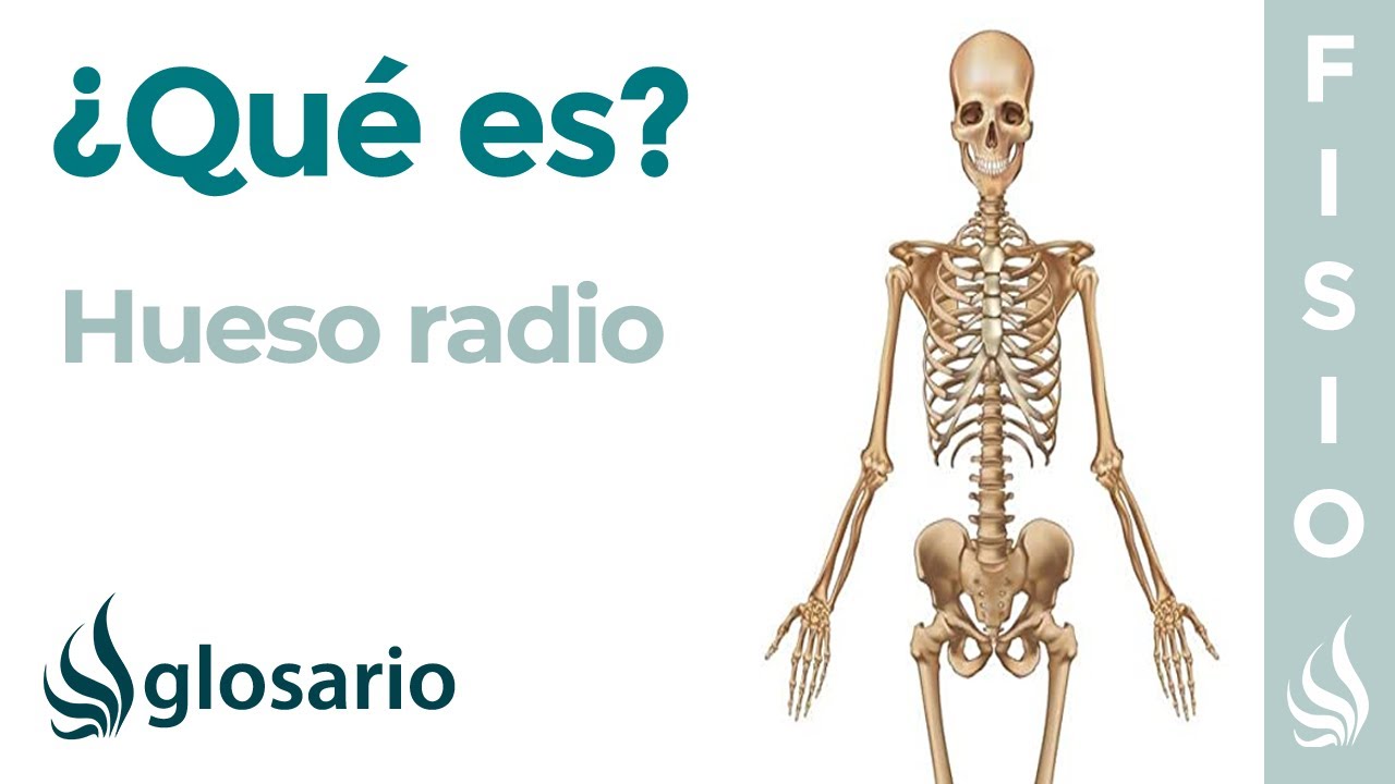 el radio del cuerpo humano