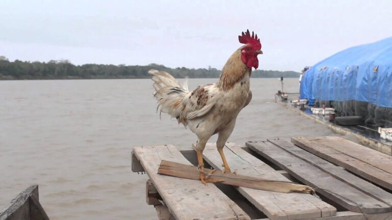 En Que Continente Esta El Rio Madeira sertia.es