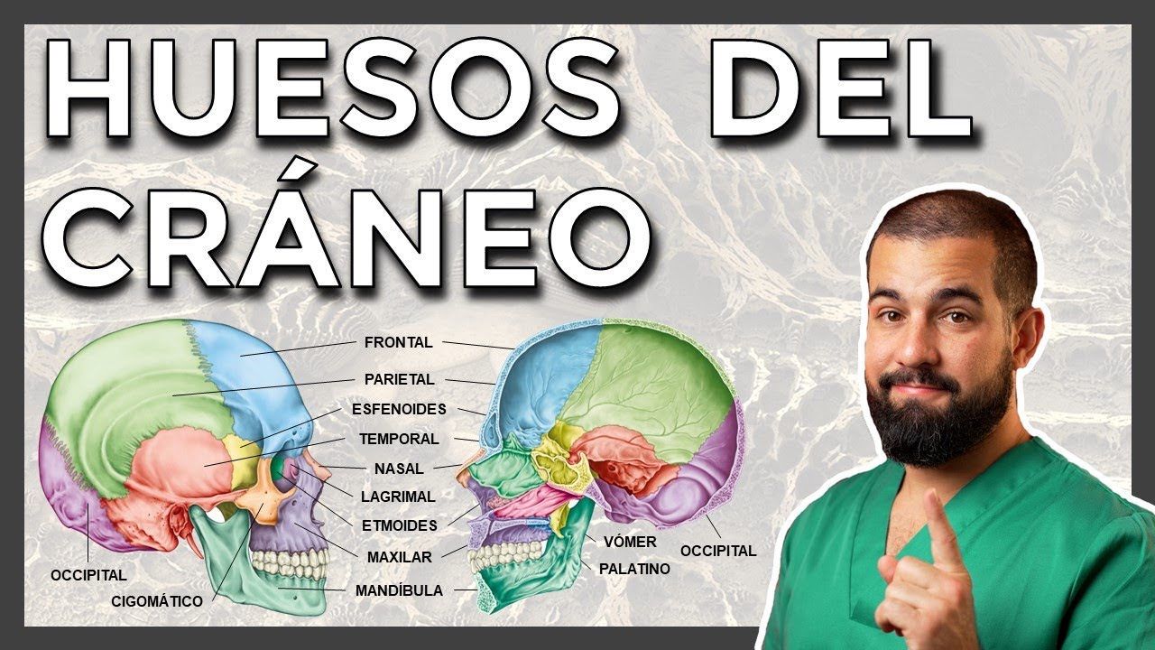 huesos del craneo y la cara