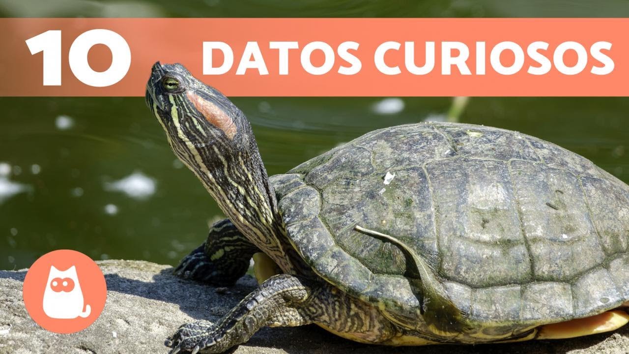qué especies existen de las tortugas