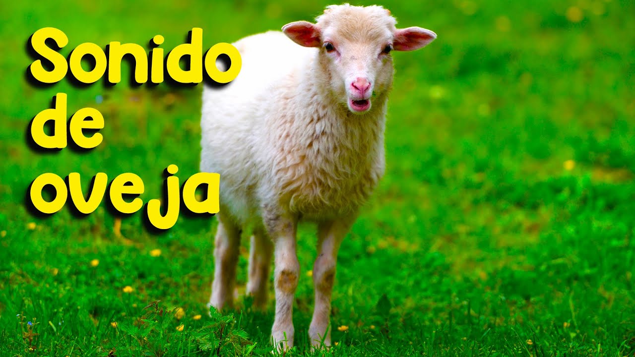 sonido que hace la oveja