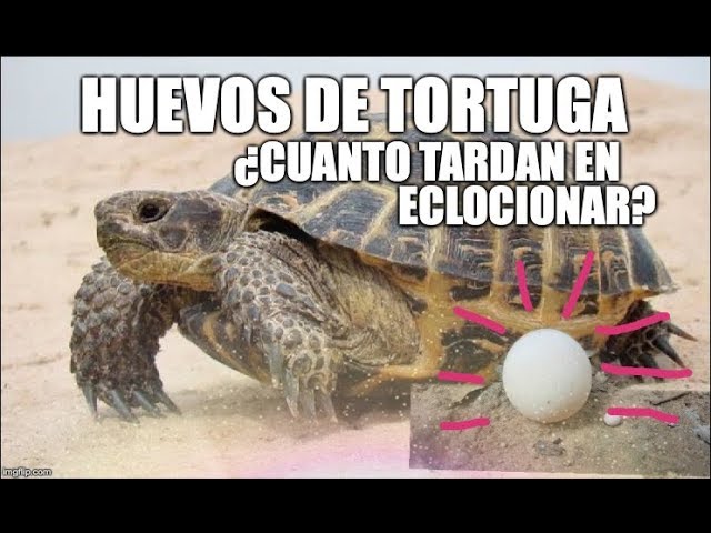 tiempo de gestacion de una tortuga